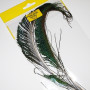 Veniard Peacock Sword Tail