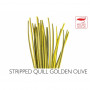 Polishquills Stripped Quill Golden Olive