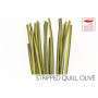 Polishquills Stripped Quill Olive