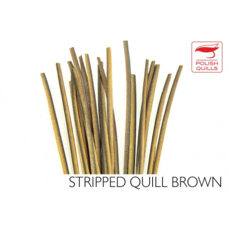 Polish Quills Stripped Peacock Quill Brown