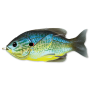 Воблер Sunfish Topwater LiveTarget